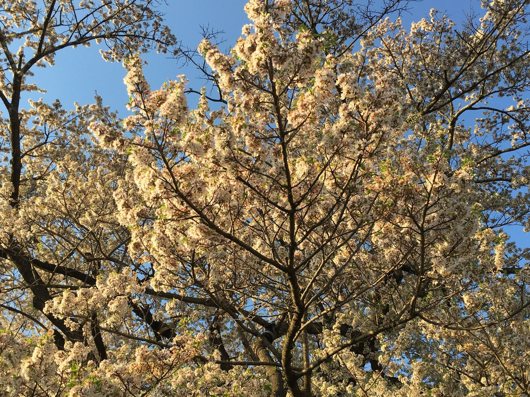 Jindaizakura of Suzakura Shrine-长野县必去景点