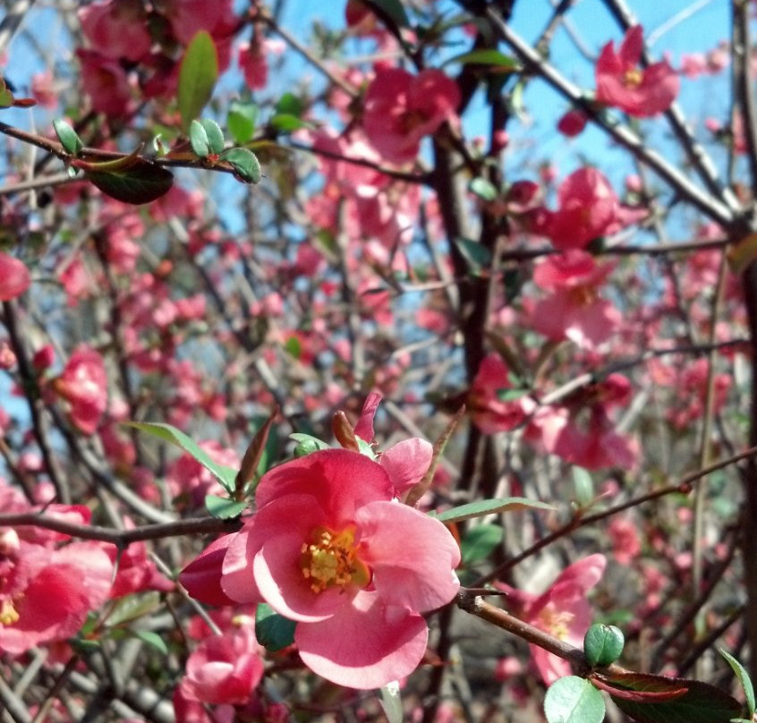 Cox Berry Farm & Nursery-Clarksville必去景点