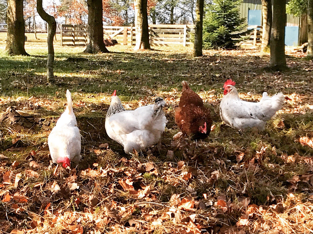 Stilbjerg Sleep&hygge主图