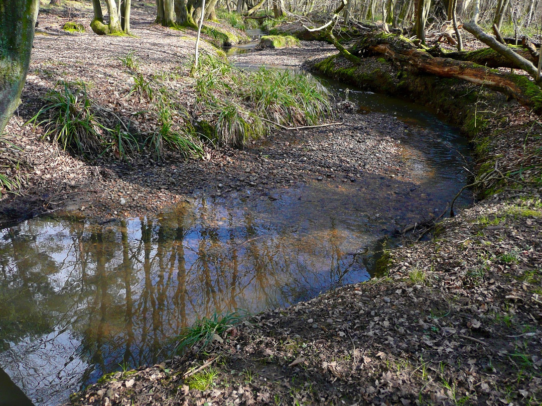 Danemead Nature Reserve景点图片