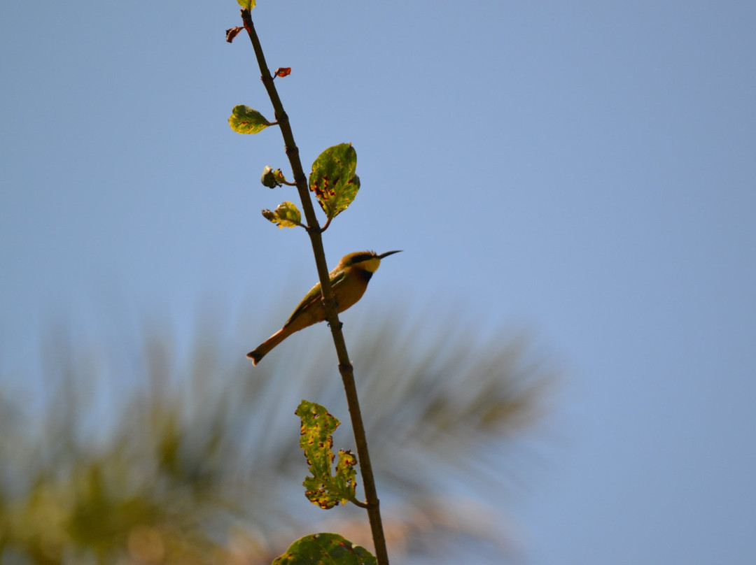 Abuko Nature Reserve景点图片