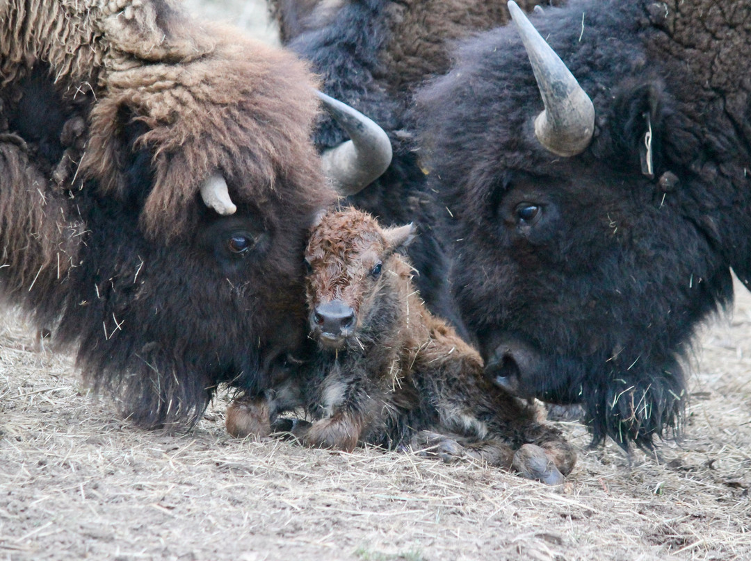 Lucky 8 Ranch-Oak Creek必去景点