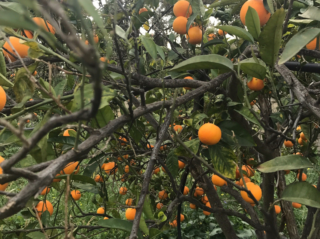 Agriturismo Ruvitello主图