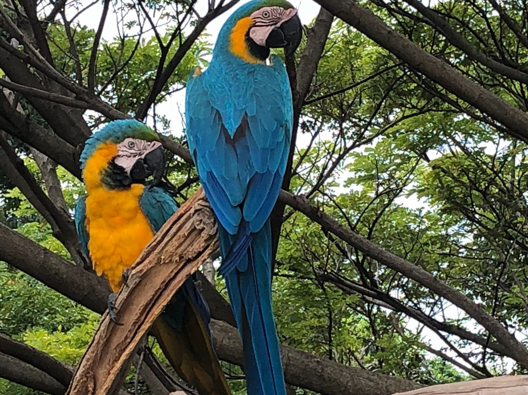 Jamaica Zoo-Lacovia必去景点