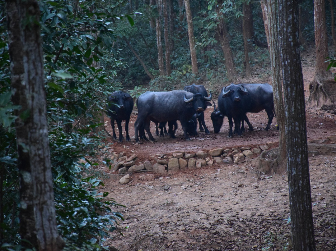 Kuldiha Wild Life Santuary景点图片