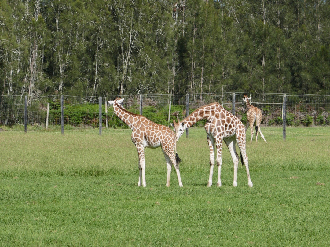 Mogo Wildlife Park景点图片