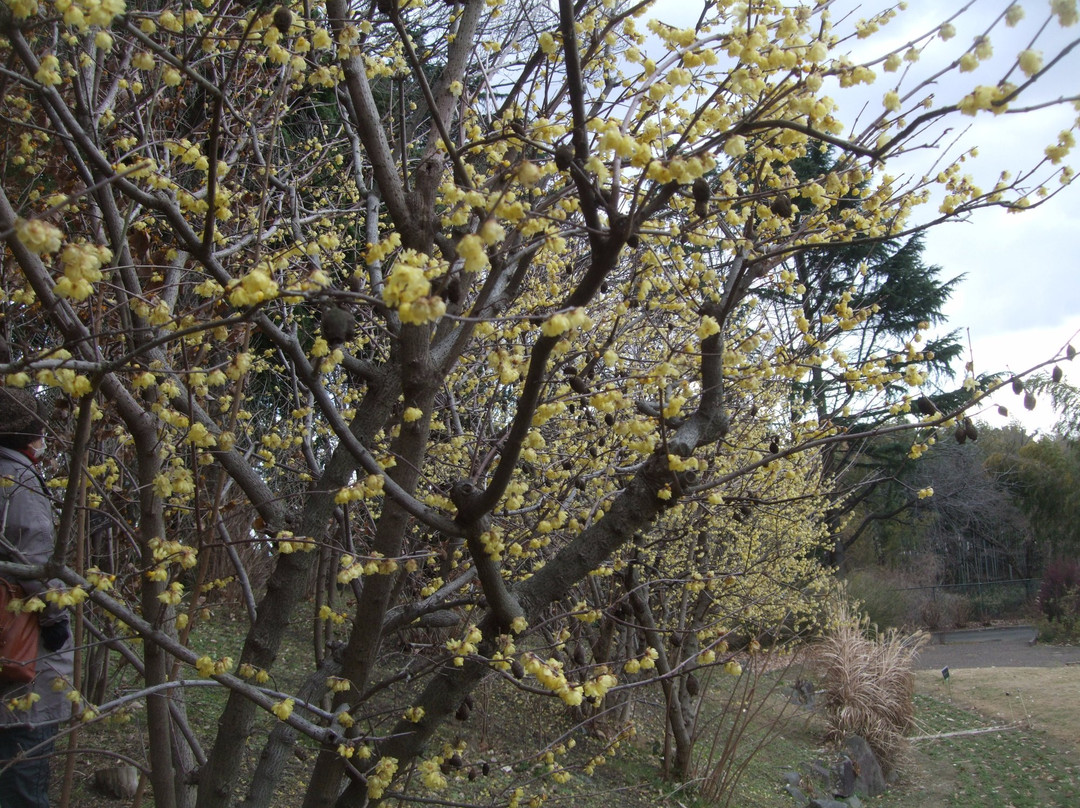 Hattori Ryokuchi Toshi Ryokka Botanical Garden-丰中市必去景点