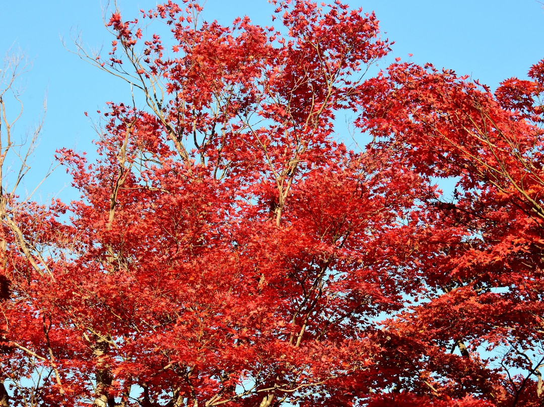 Momiji Garden-长冈市必去景点