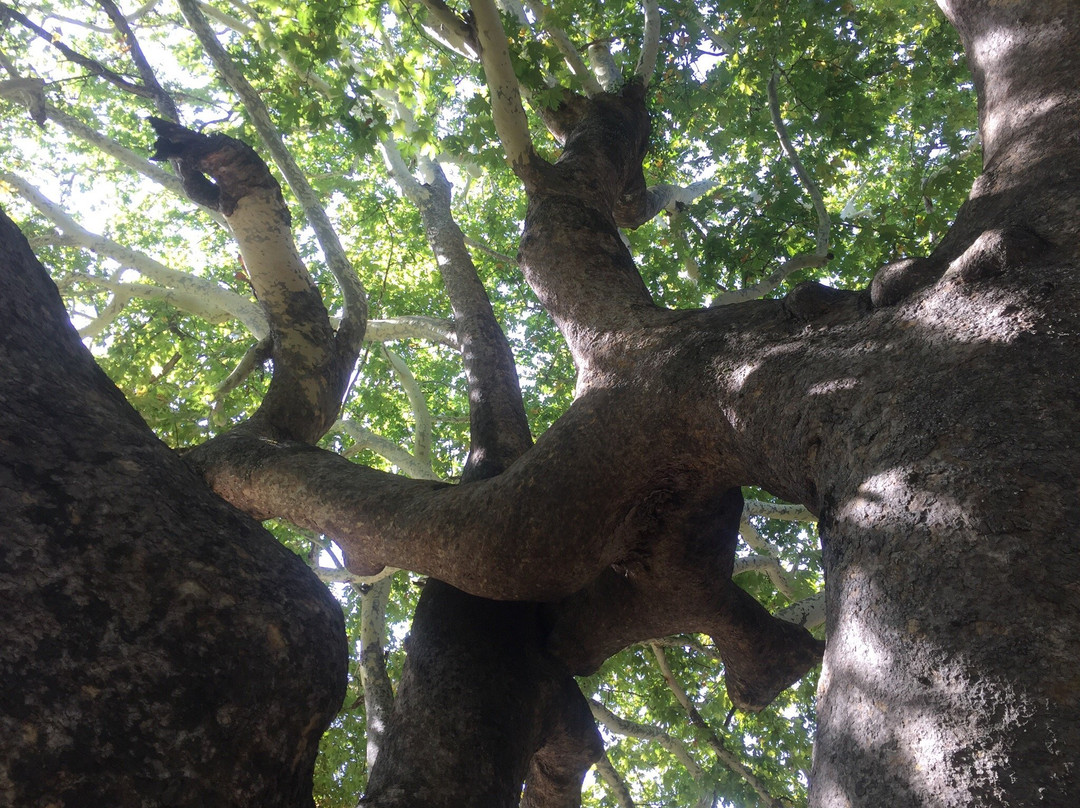 1,000 Year Old Platanus Tree-Tsagkarada必去景点