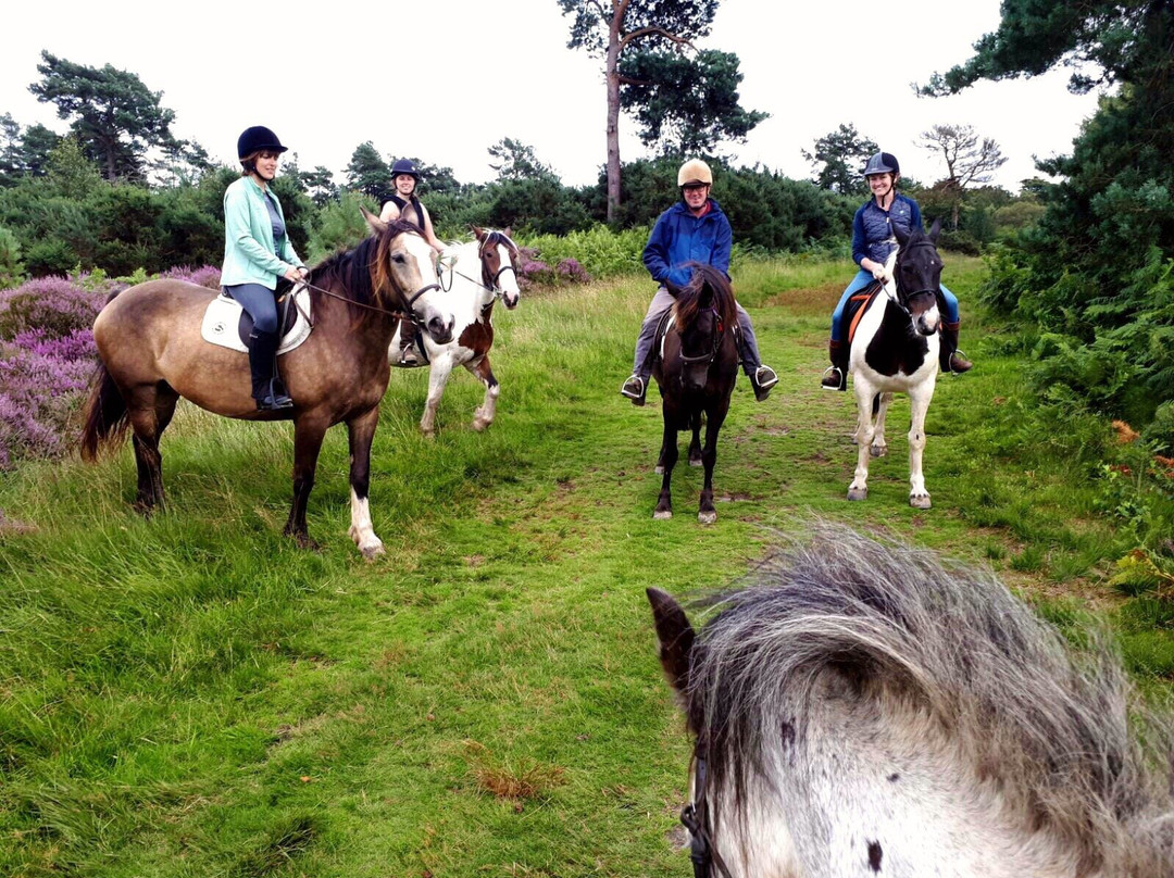 Ashdown Forest Riding Centre景点图片