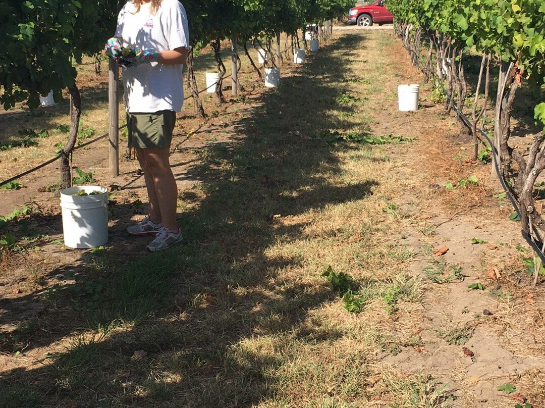 Pemberton Cellars Winery-格兰伯里必去景点