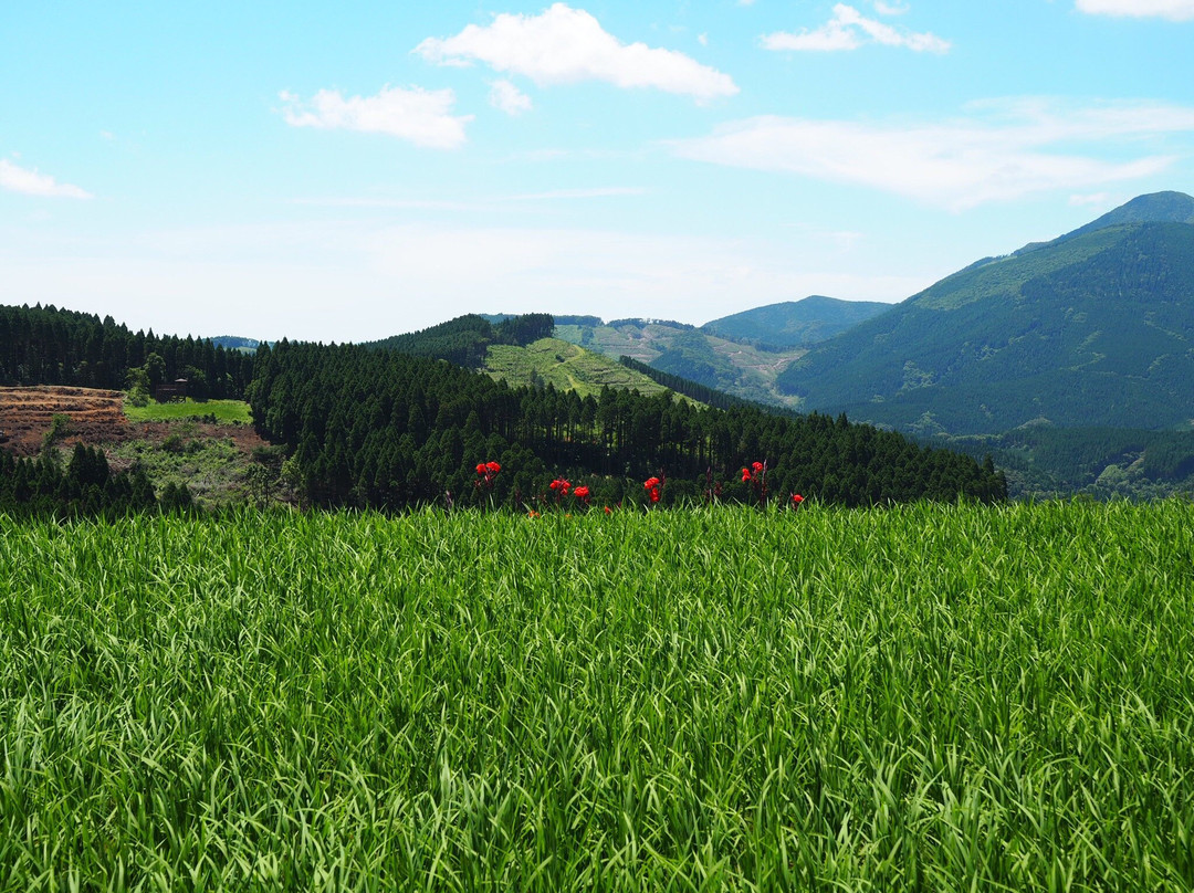 Sakamoto Rice Terrace