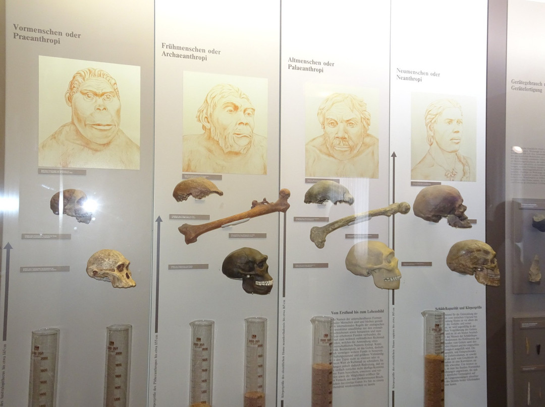 Urmensch Museum景点图片