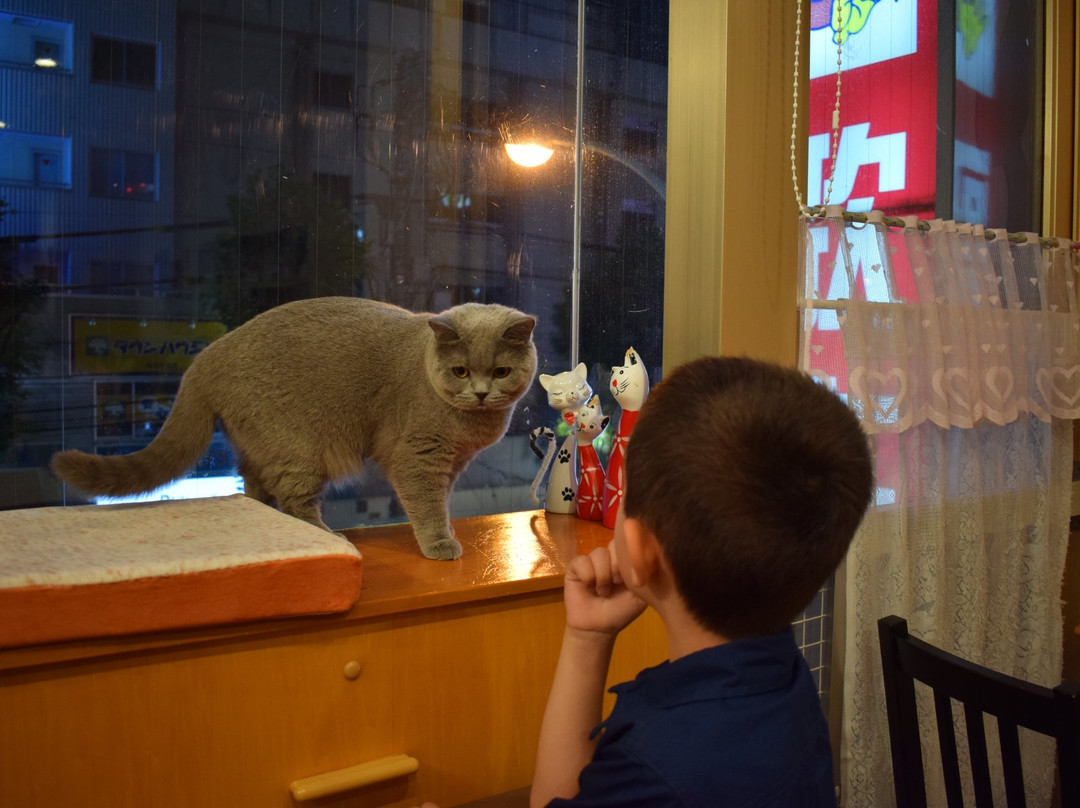 Cat Cafe Nyankoto-Takadanobaba必去景点