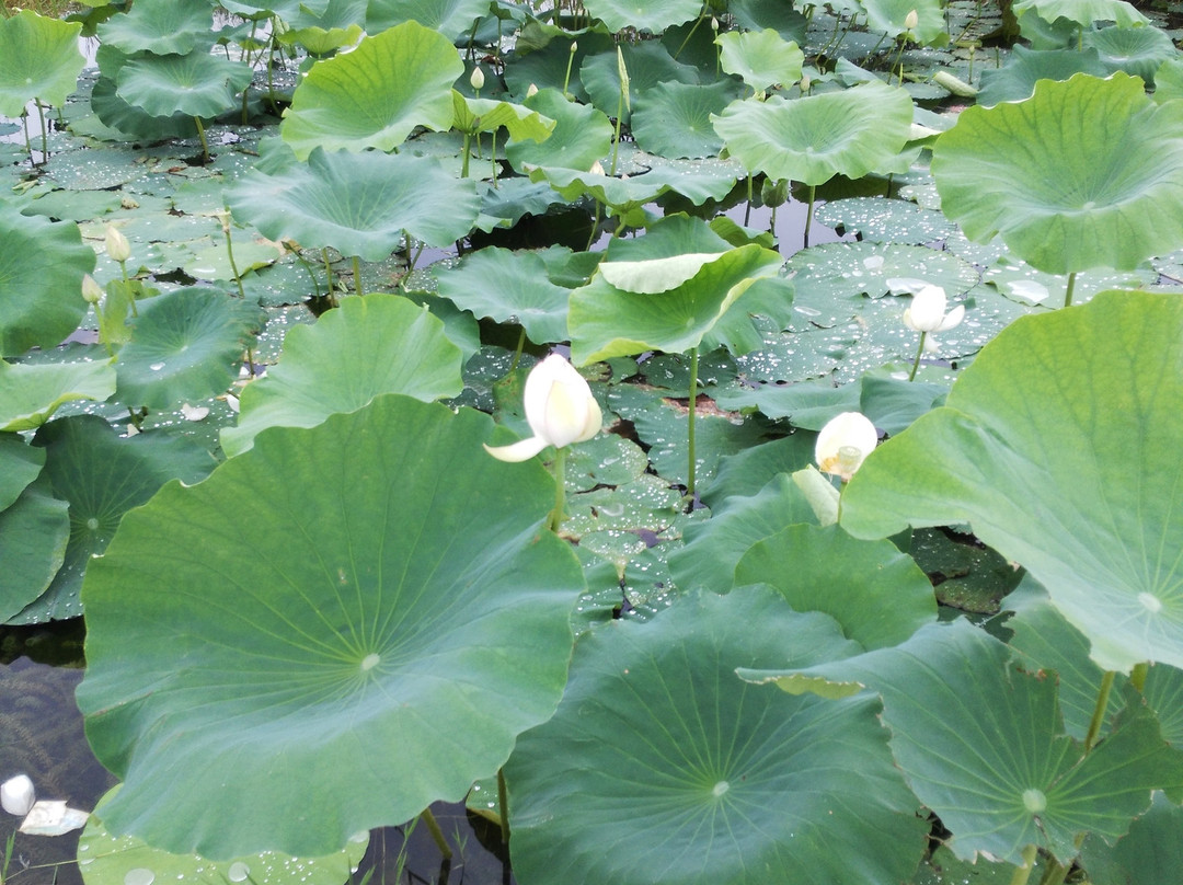 棋山森林公园-莱芜市必去景点