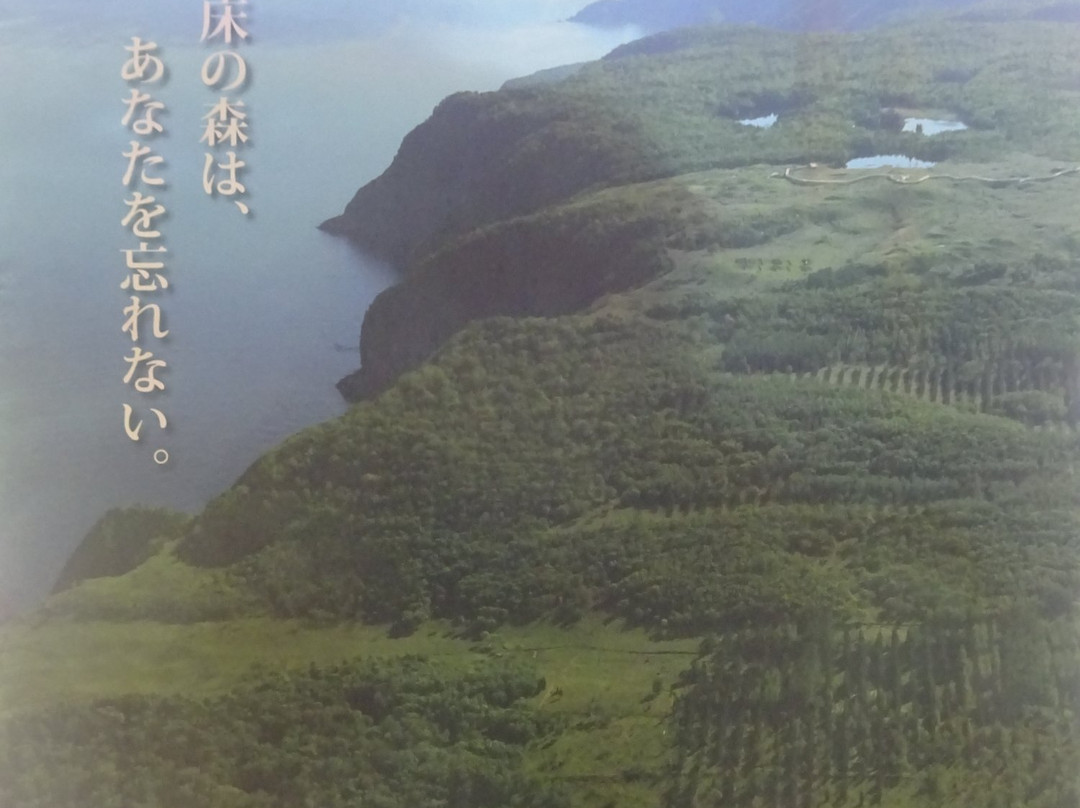 Shiretoko 100 Square-Meter Trust Forest景点图片