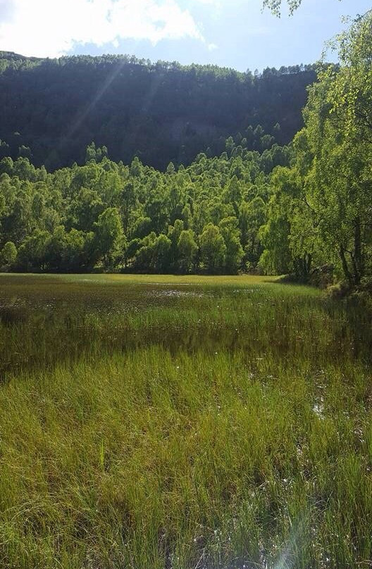 Craigellachie National Nature Reserve景点图片