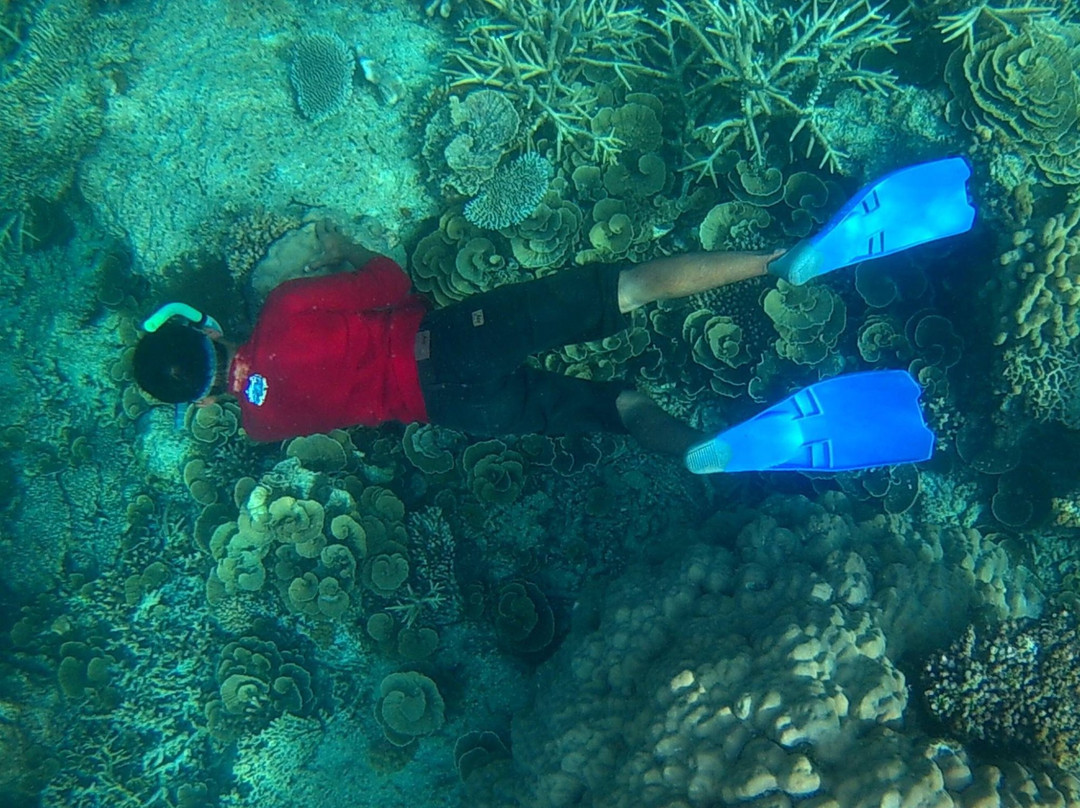 Dolphin Karimunjawa-卡里蒙加瓦必去景点