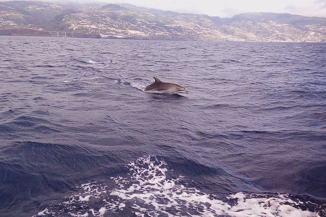 Lourenco Sardinha boat tour景点图片
