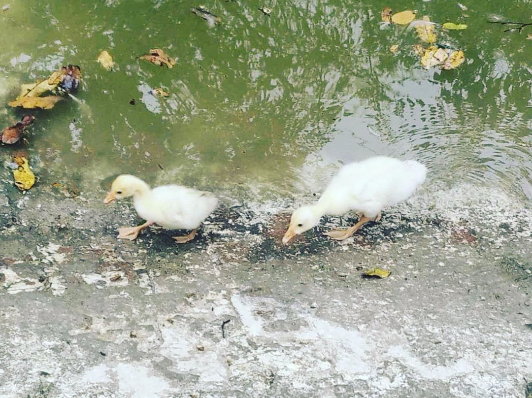 Tiger Safari-卢迪亚纳必去景点