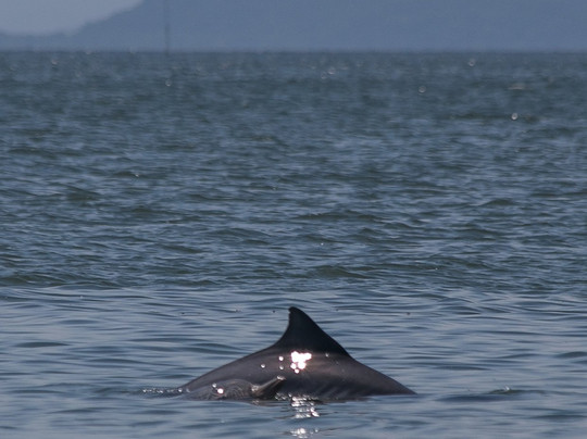 Baia dos Golfinhos-Guaraquecaba必去景点