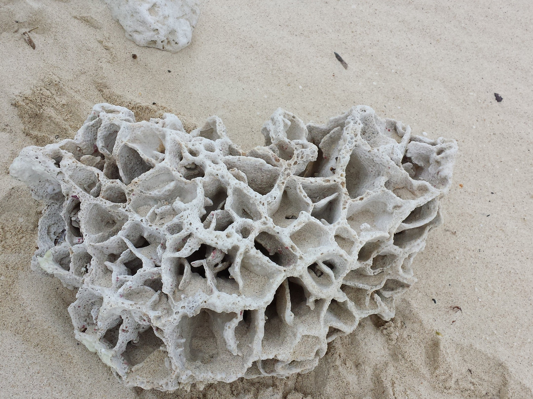 Sakibaru Beach-奄美市必去景点