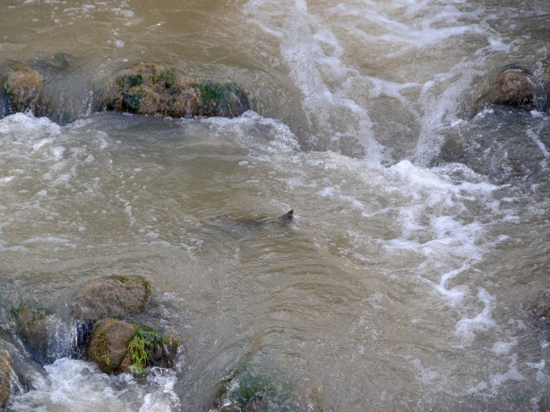 The Fishway-Thornbury必去景点