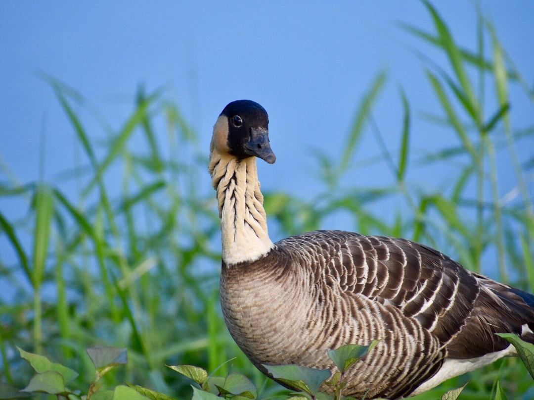 Hanalei National Wildlife Refuge-哈纳雷伊必去景点