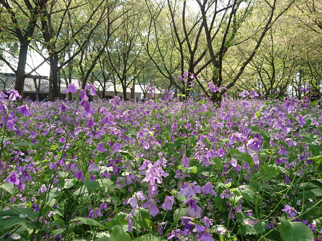 武汉东湖磨山樱园-武汉市必去景点