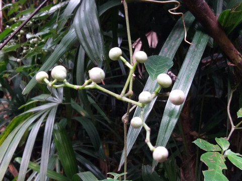 羊台山-深圳市必去景点