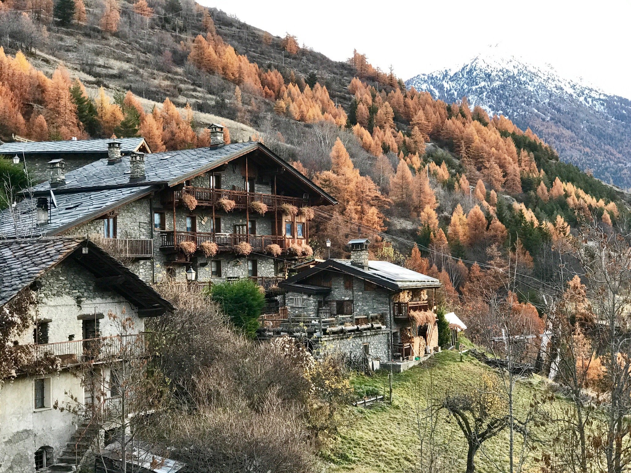 Maison Cerise-官方