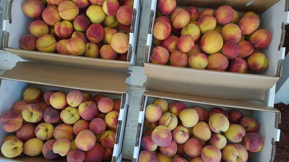 Burton Brooks Peach Orchard-Barney必去景点