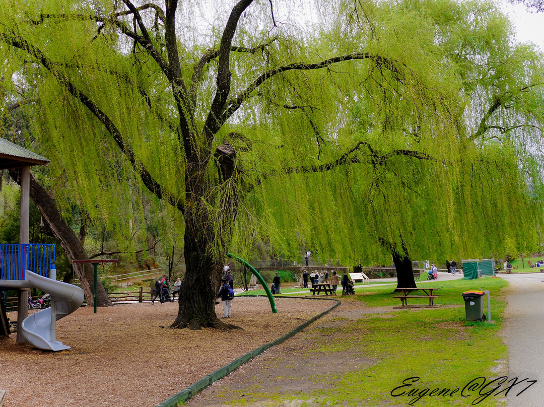 布赖特旅游景点-Howitt Park