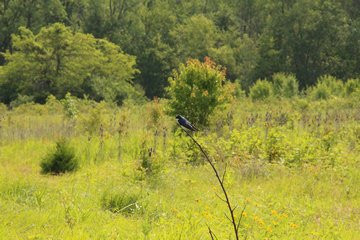 Black Swamp Preserve-鲍灵格林必去景点