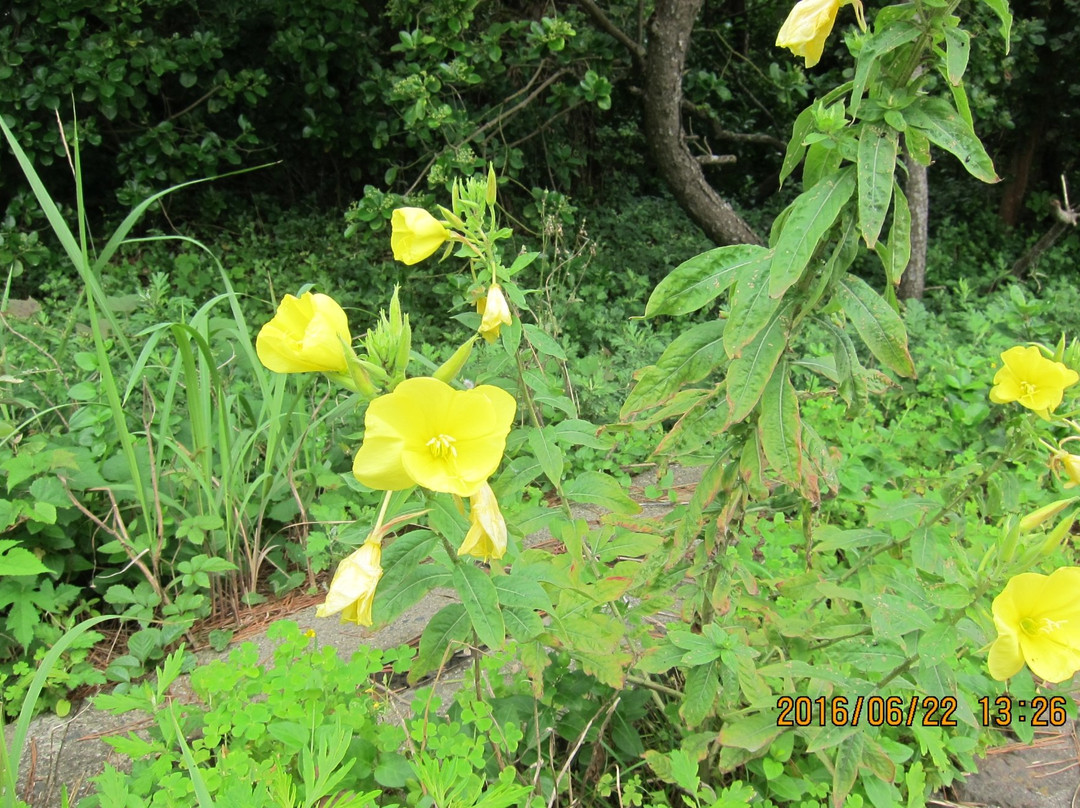 Tsuki No Sabaku Memorial Statue-御宿町必去景点