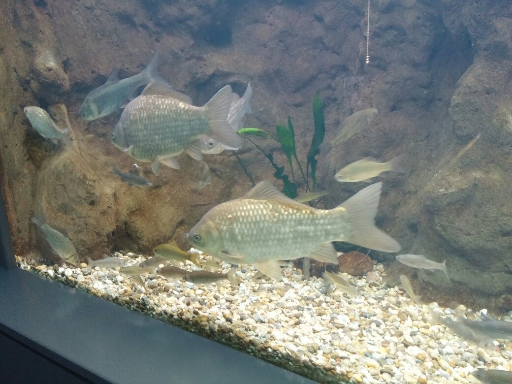 Bodorka Balaton Aquarium景点图片