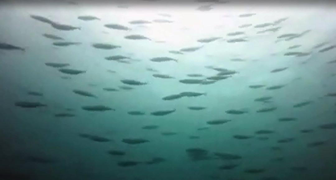 Buceo Gavilana-诺萨拉必去景点