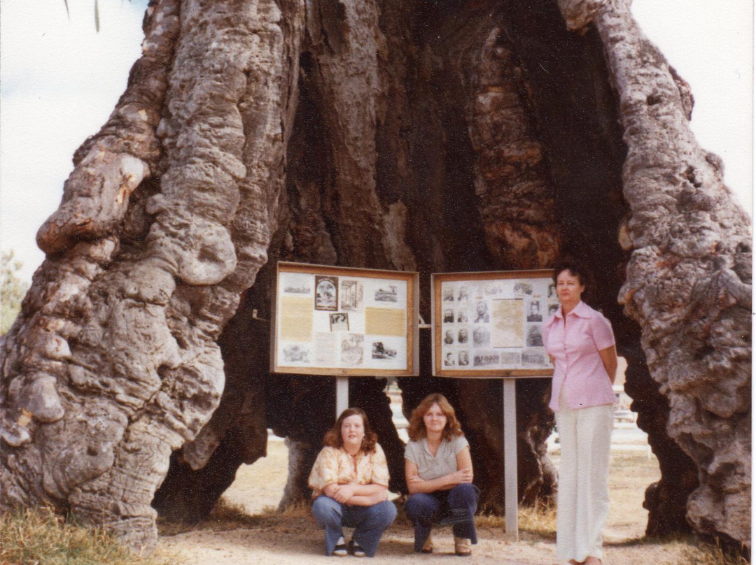 The Herbig Family Tree景点图片