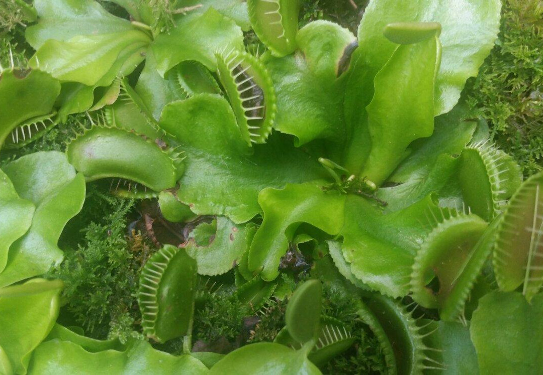 Bukit Bendera餐馆和美食-Monkey Cup Garden