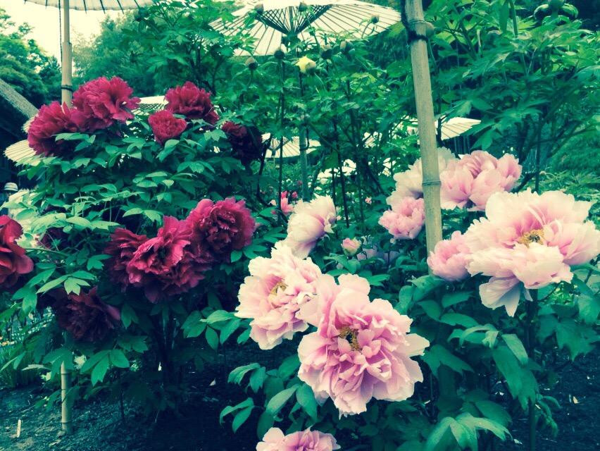 Mobara Peony Garden-茂原市必去景点