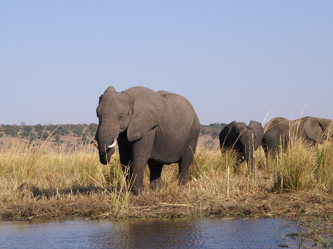 The Old House- Chobe Private activities and Safaris-卡萨尼必去景点