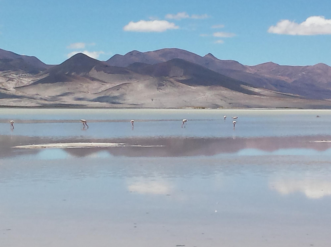 Parque Nacional Salar del Huasco景点图片