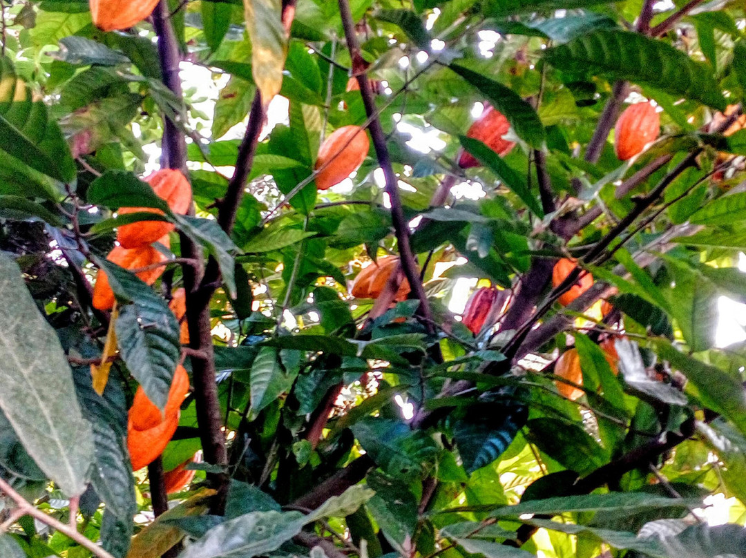 Spice Walk景点图片