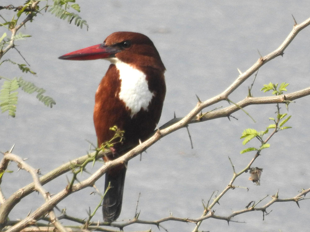Bhindawas Wildlife  Sanctuary景点图片