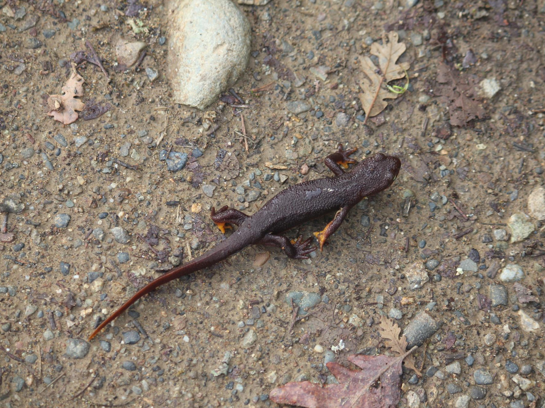Augustin Bernal Park-普莱森顿必去景点