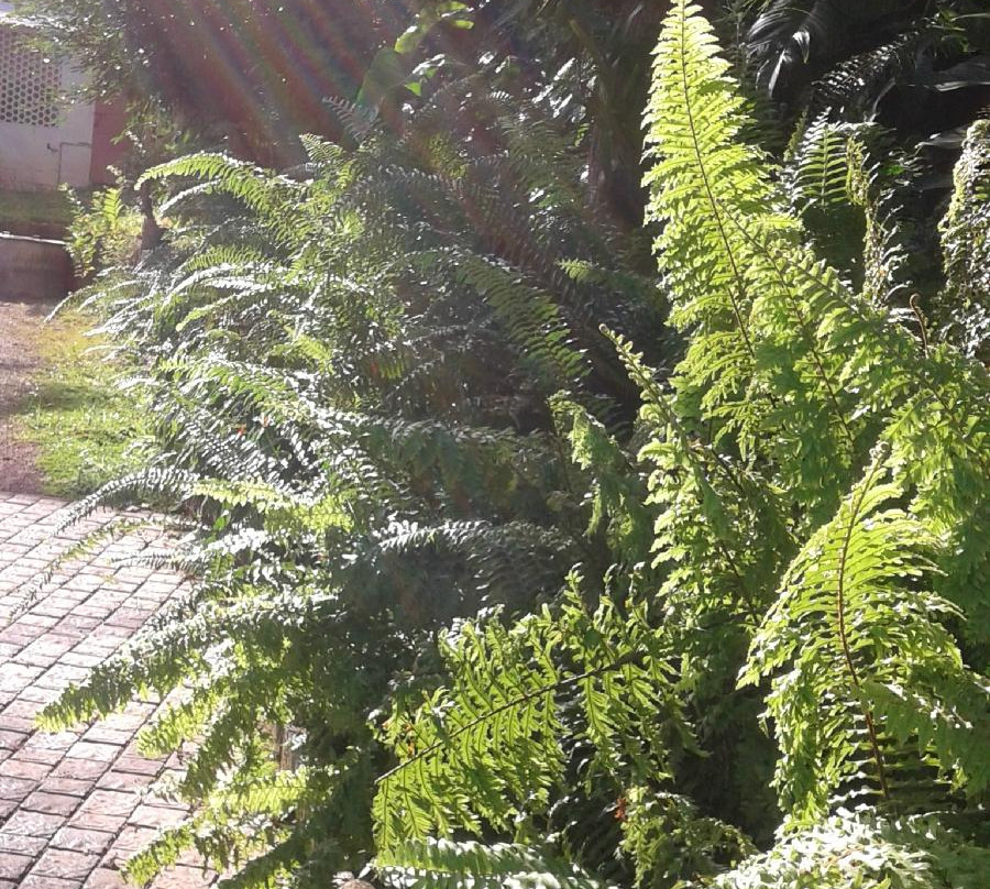 Andumaly Trinity Ayurveda Hospital-科塔亚姆必去景点