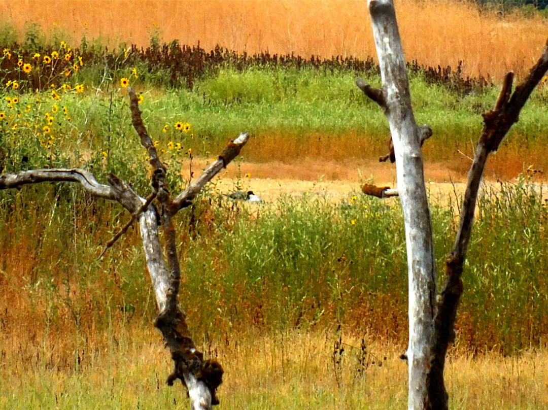 Gray Lodge Wildlife Area-Gridley必去景点