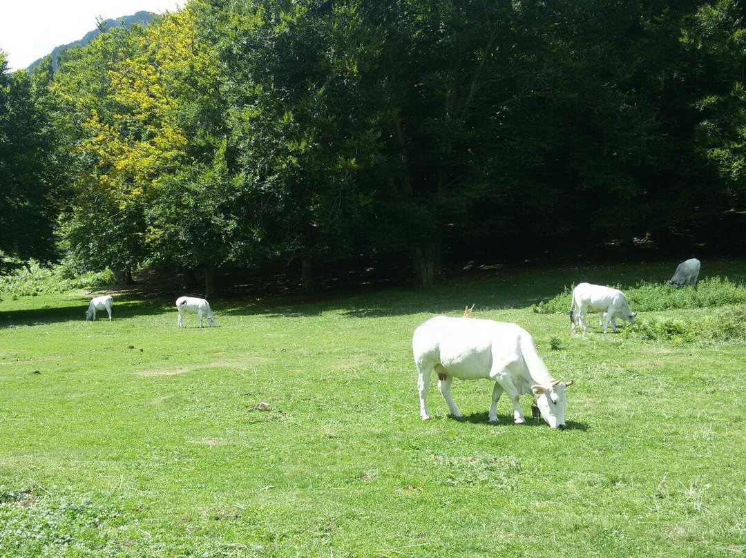 Area Pic Nic Prato di Campoli景点图片