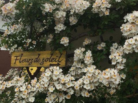 フルール・ドゥ・ソレイユ