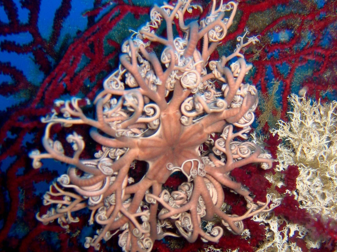 Elba Divers Naregno景点图片